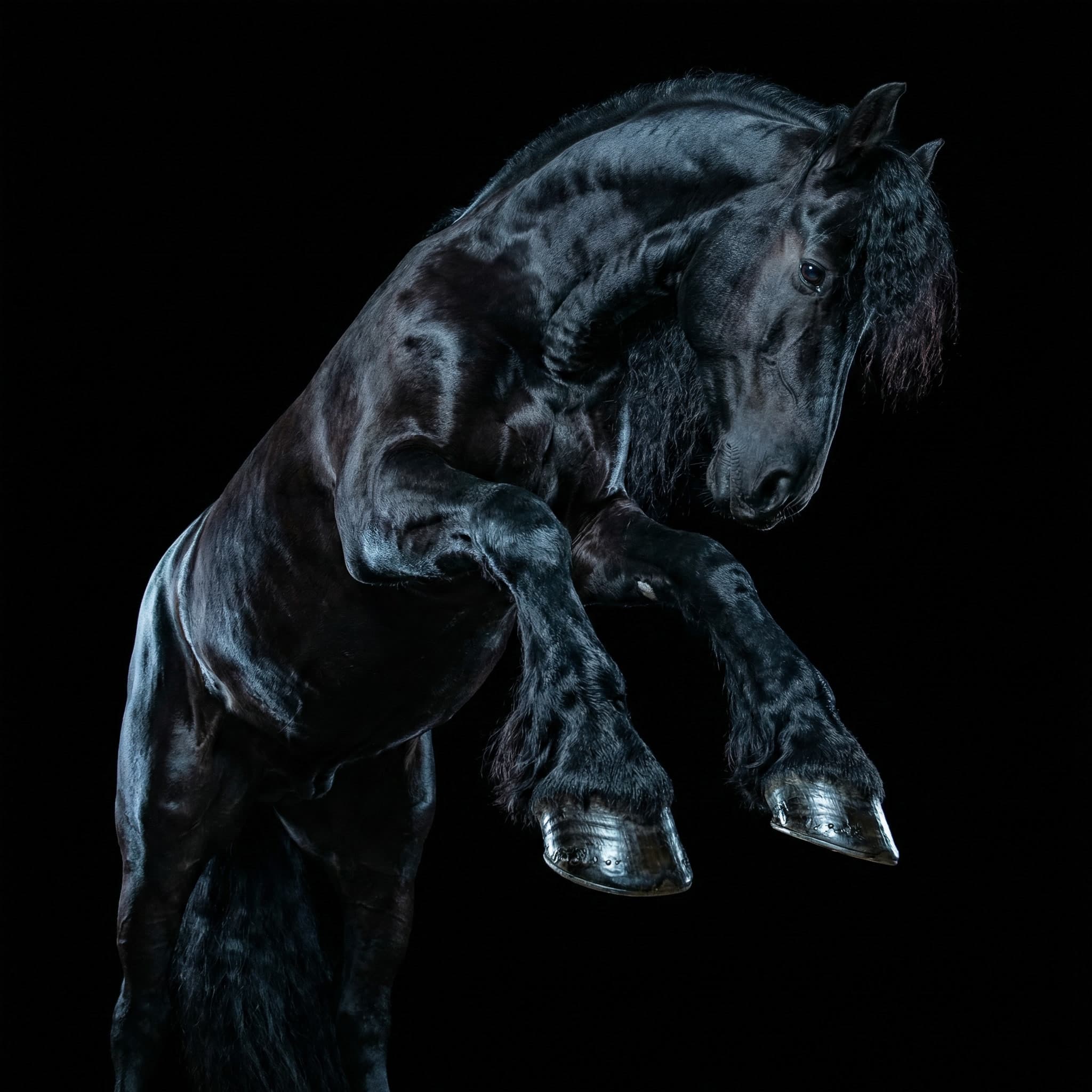 Majestic Stallion
